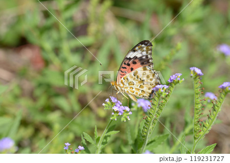 ツマグロヒョウモン ツマグロヒョウモン 119231727