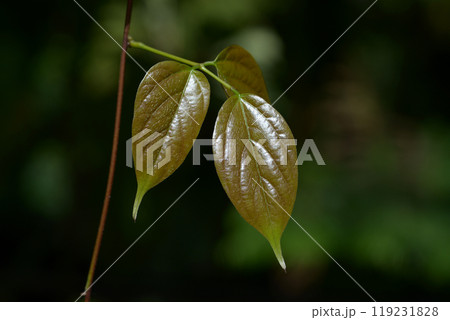 つる植物の若葉 119231828