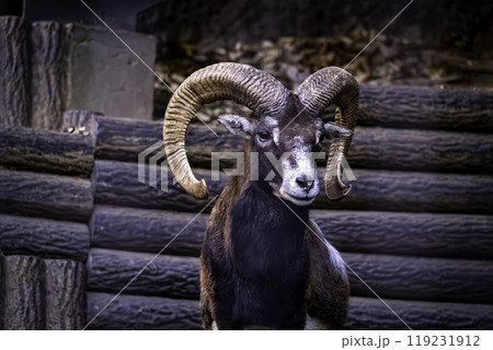 ムフロン 119231912