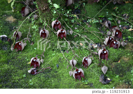 アリストロキア・サルバドレンシス アリストロキア・サルバドレンシス 119231913