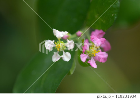 アセロラの花 アセロラの花 119231934