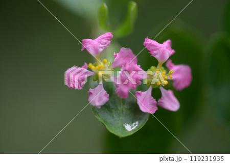 アセロラの花 アセロラの花 119231935