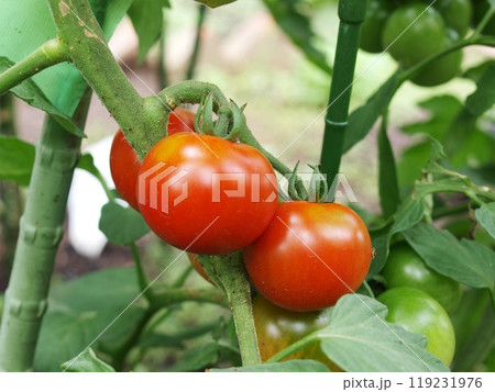 家庭菜園で実ったトマト 119231976