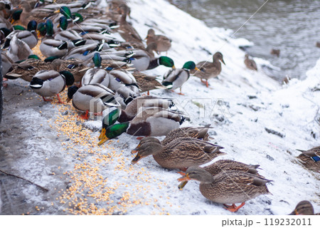 wild ducks eat grain on a snowy river bank 119232011