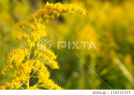 セイタカアワダチソウの花　コピースペース 119232155