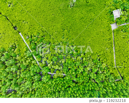 Aerial view lush green mangrove forest. Wooden bridges for natural trails, highlighting ecotourism opportunities, carbon capture benefits, and vital role mangroves play in combating climate change. 119232218