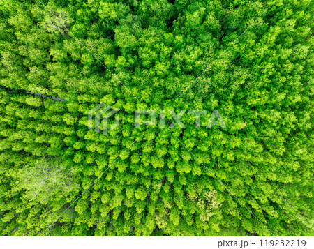 Aerial view green mangrove forest. Natural carbon sinks. Mangroves trees capture CO2. Blue carbon ecosystems. Mangroves absorb carbon dioxide emissions and mitigating global warming. Green ecosystem. 119232219