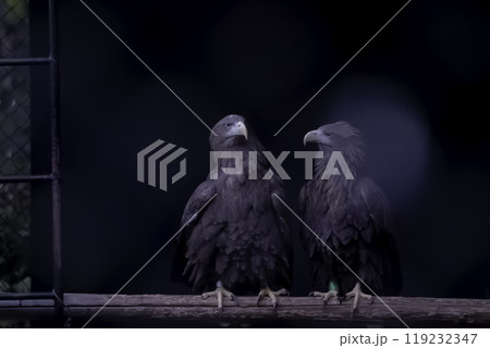 オジロワシの番い 119232347