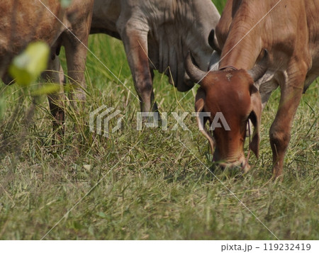 Native Thai cows in the countryside grasslands. Cows eat grass naturally. 119232419