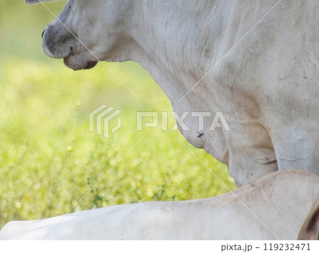 Native Thai cows in the countryside grasslands. Cows eat grass naturally. 119232471