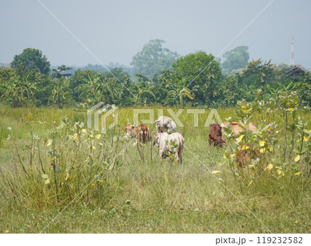 Native Thai cows in the countryside grasslands. Cows eat grass naturally. Native Thai cows in the countryside grasslands. Cows eat grass naturally. 119232582