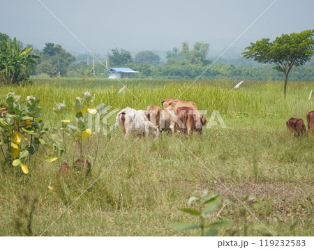 Native Thai cows in the countryside grasslands. Cows eat grass naturally. Native Thai cows in the countryside grasslands. Cows eat grass naturally. 119232583