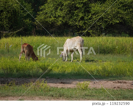 Native Thai cows in the countryside grasslands. Cows eat grass naturally. Native Thai cows in the countryside grasslands. Cows eat grass naturally. 119232590