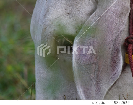 Native Thai cows in the countryside grasslands. Cows eat grass naturally. Native Thai cows in the countryside grasslands. Cows eat grass naturally. 119232625