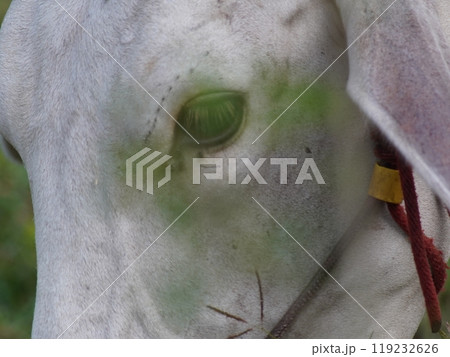 Native Thai cows in the countryside grasslands. Cows eat grass naturally. 119232626
