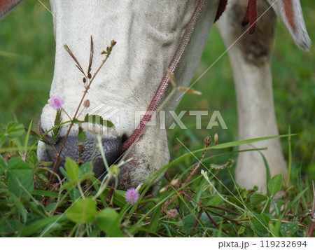 Native Thai cows in the countryside grasslands. Cows eat grass naturally. Native Thai cows in the countryside grasslands. Cows eat grass naturally. 119232694
