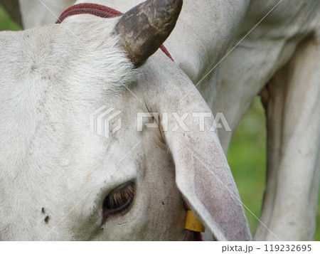 Native Thai cows in the countryside grasslands. Cows eat grass naturally. Native Thai cows in the countryside grasslands. Cows eat grass naturally. 119232695