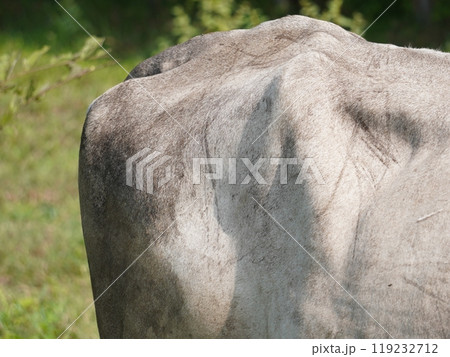 Native Thai cows in the countryside grasslands. Cows eat grass naturally. 119232712