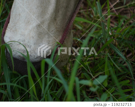 Native Thai cows in the countryside grasslands. Cows eat grass naturally. Native Thai cows in the countryside grasslands. Cows eat grass naturally. 119232713