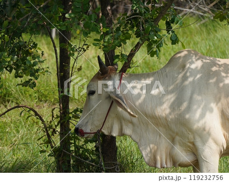 Native Thai cows in the countryside grasslands. Cows eat grass naturally. 119232756