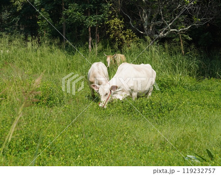 Native Thai cows in the countryside grasslands. Cows eat grass naturally. 119232757