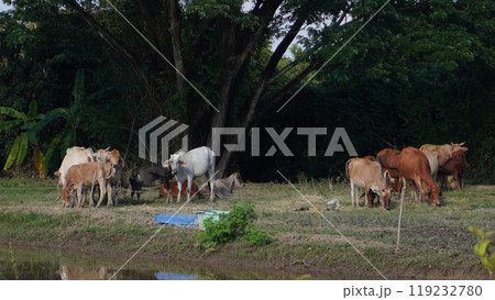 Native Thai cows in the countryside grasslands. Cows eat grass naturally. Native Thai cows in the countryside grasslands. Cows eat grass naturally. 119232780