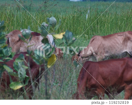 Native Thai cows in the countryside grasslands. Cows eat grass naturally. 119232819