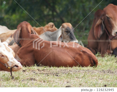 Native Thai cows in the countryside grasslands. Cows eat grass naturally. 119232945