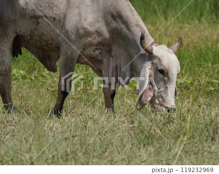 Native Thai cows in the countryside grasslands. Cows eat grass naturally. 119232969
