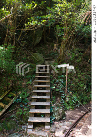 ウイルソン株へ続く大株歩道入口の階段 119233447