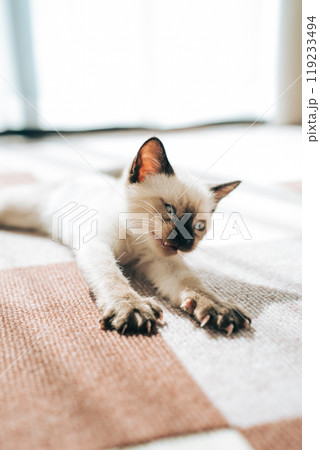 伸びをして変な顔をする子猫のシャム猫ミックス 伸びをして変な顔をする子猫のシャム猫ミックス 119233494