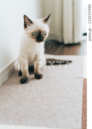 シャム猫ミックスの子猫 119233499