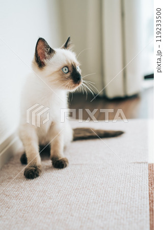 シャム猫ミックスの子猫 シャム猫ミックスの子猫 119233500