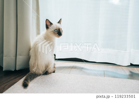 シャム猫ミックスの子猫 119233501