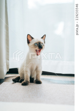 あくびをするシャム猫ミックスの子猫 あくびをするシャム猫ミックスの子猫 119233546