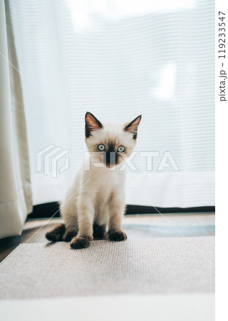 シャム猫ミックスの子猫 シャム猫ミックスの子猫 119233547