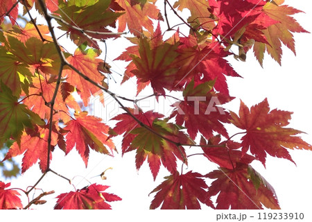 紅葉が色づき始める滝の上公園、北海道夕張市 紅葉が色づき始める滝の上公園、北海道夕張市 119233910