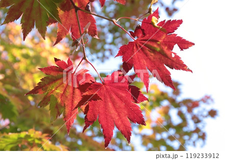 紅葉が色づき始める滝の上公園、北海道夕張市 119233912