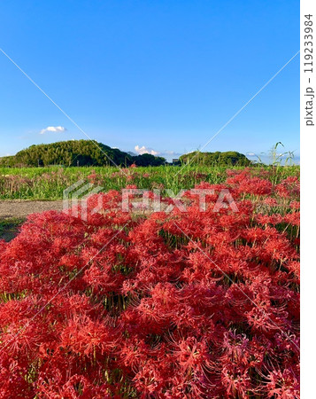 秋晴れの青空の下、満開の彼岸花越しに権現山を臨む〈矢勝川堤/愛知県半田市〉 119233984