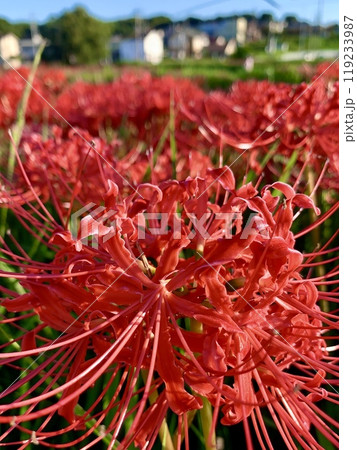 土手の斜面に咲き誇る彼岸花(クローズアップ)〈矢勝川堤/愛知県半田市〉 119233987