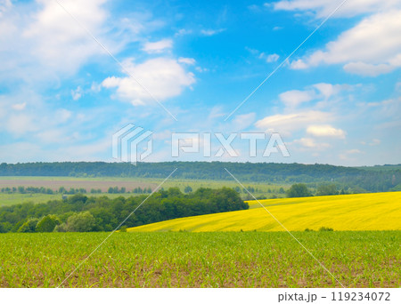 Corn and rapeseed field and blue sky. 119234072
