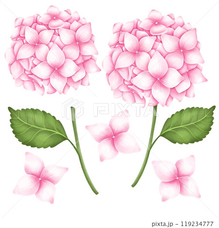 Watercolor hydrangea set. Hand draw Illustration clipart isolated on white background. For fabric, packaging paper, scrapbooking 119234777