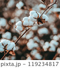 Close-up of a cotton boll on a plant stem surrounded by a blurred background of a cotton field 119234817
