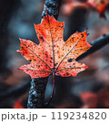 Vibrant autumn maple leaf with rich red-orange hues and visible vein texture 119234820