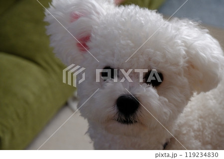 仔犬 仔犬 119234830