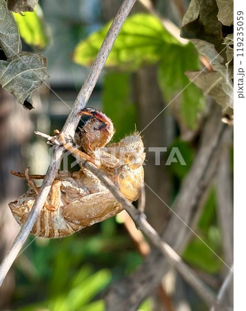 蝉の抜け殻 蝉の抜け殻 119235059