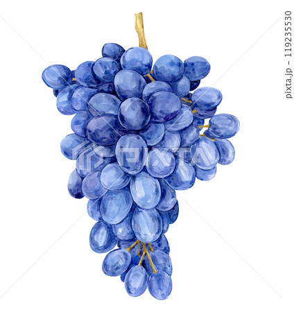 Watercolor blue grapes. Illustration of purple fruit isolated on white background. Grape symbol for wine, juice, jam labels. Clipart for winery, cafe, restaurant. Watercolor blue grapes. Illustration of purple fruit isolated on white background. Grape symbol for wine, juice, jam labels. Clipart for winery, cafe, restaurant. 119235530