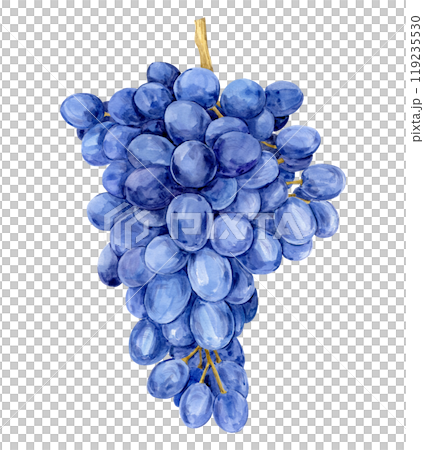 Watercolor blue grapes. Illustration of purple fruit isolated on white background. Grape symbol for wine, juice, jam labels. Clipart for winery, cafe, restaurant. Watercolor blue grapes. Illustration of purple fruit isolated on white background. Grape symbol for wine, juice, jam labels. Clipart for winery, cafe, restaurant. 119235530