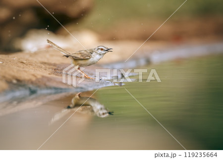 Black chested Prinia in Kruger National park, South Africa Black chested Prinia in Kruger National park, South Africa 119235664