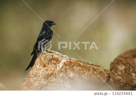 Fork tailed Drongo in Kruger National park, South Africa 119235681